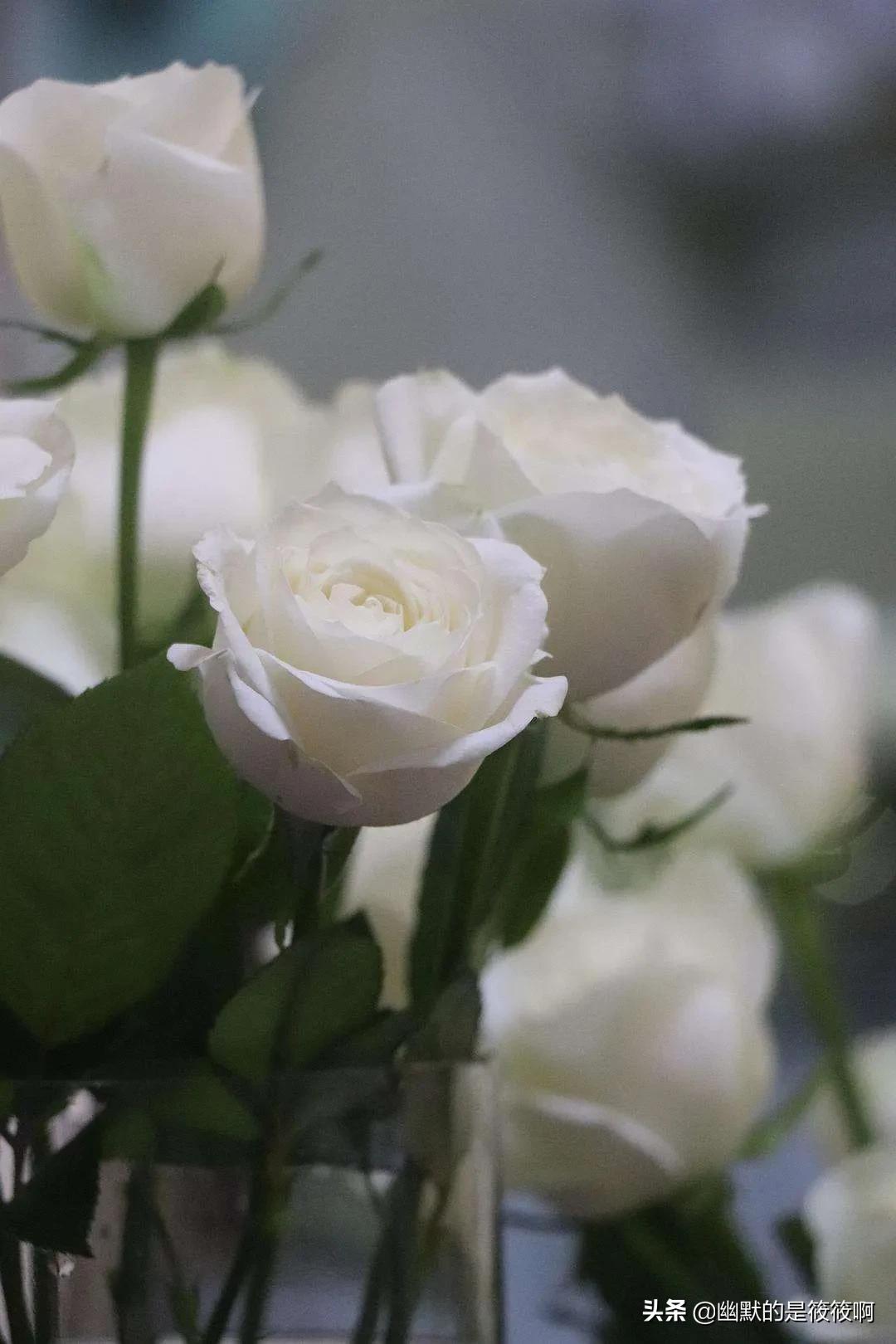 不同颜色玫瑰花的花语是什么意思,不同颜色玫瑰花在一起表示什么