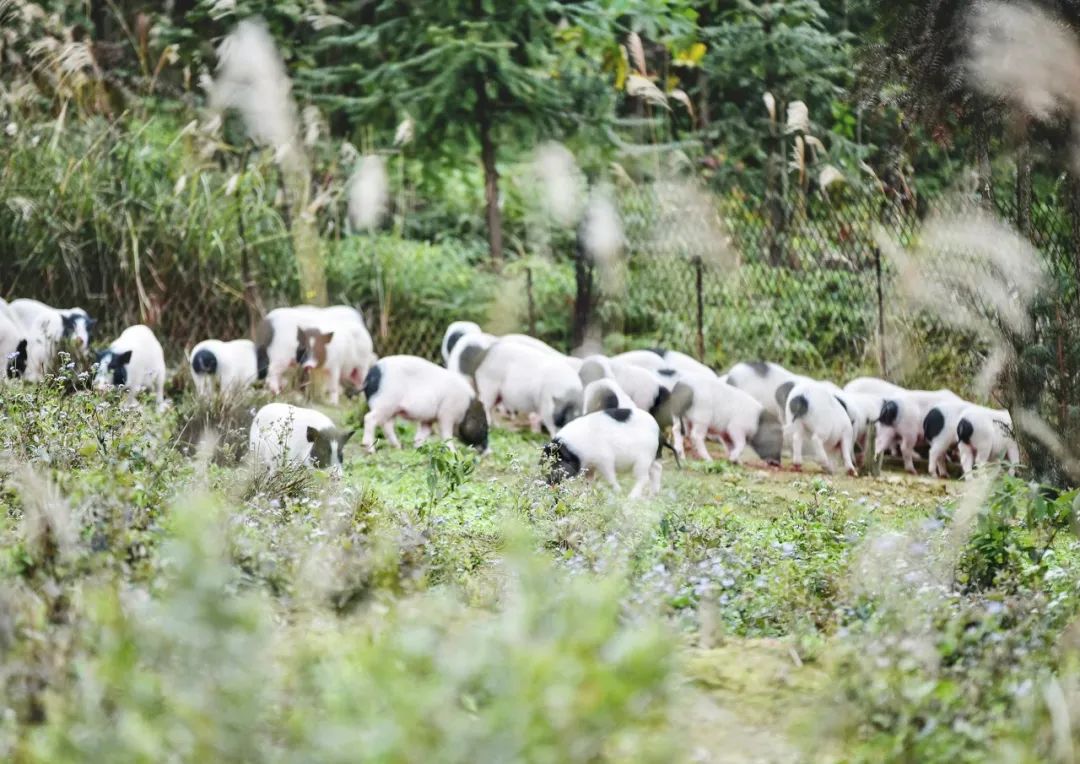 世界长寿之乡河池,广西巴马长寿之乡