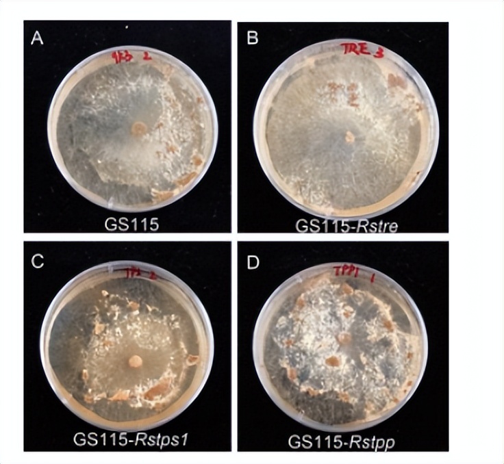 海藻糖代谢,海藻糖对植物抗逆性的作用