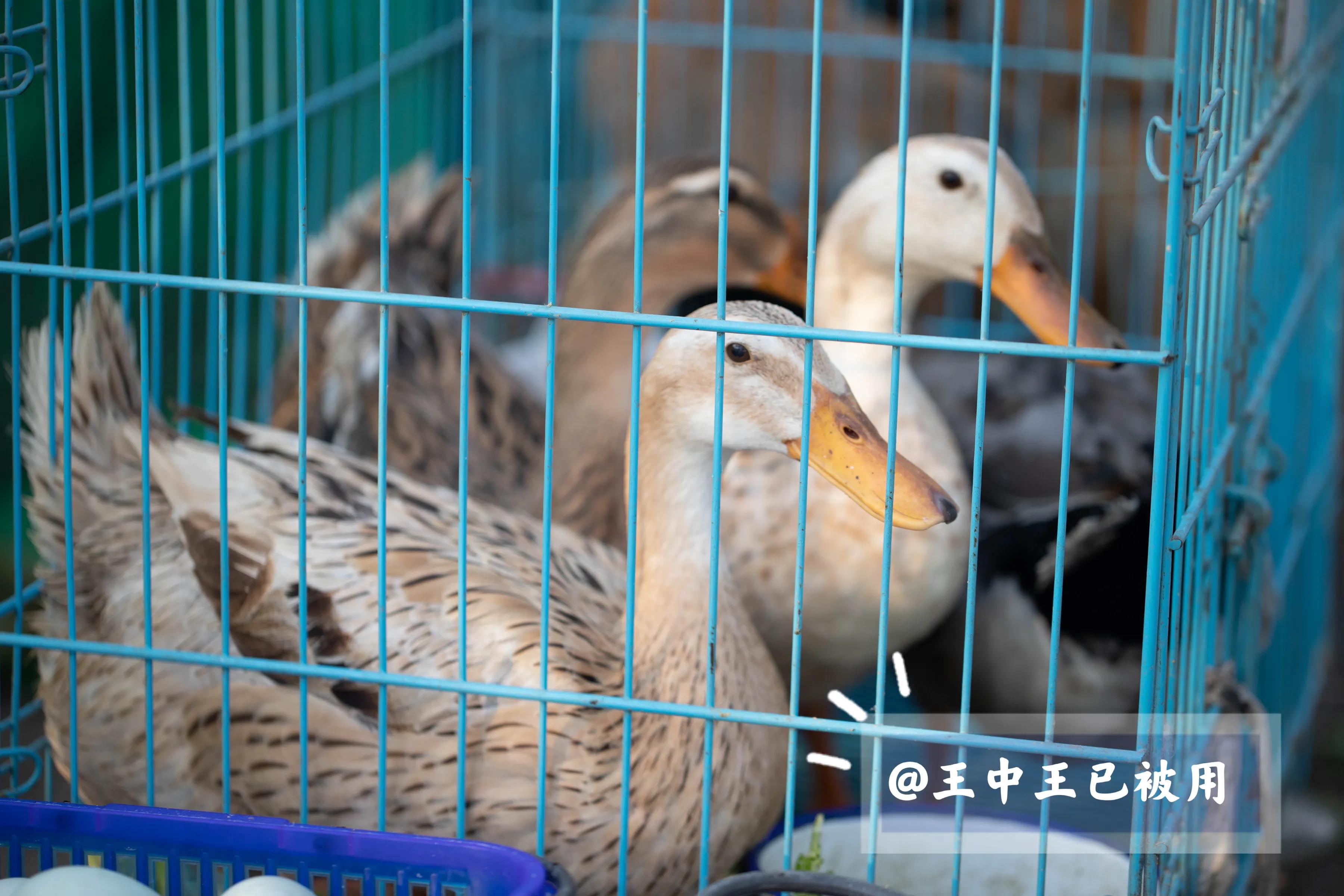 萧山五丰岛游玩攻略,杭州五丰岛旅游