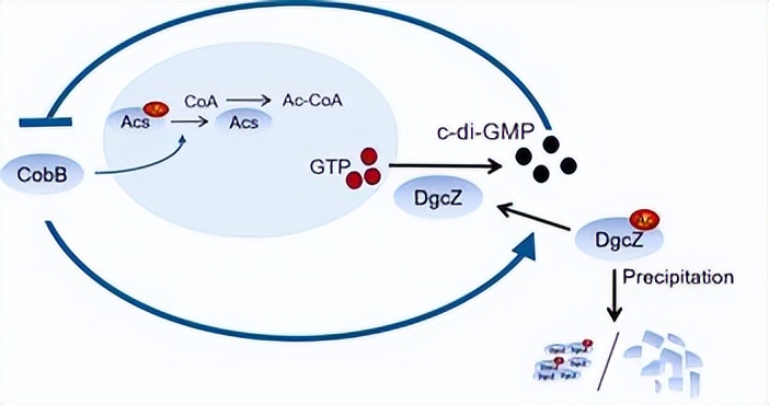 ZIP转运蛋白内部锌摄取的组氨酸突变体细胞活性自我调控机制