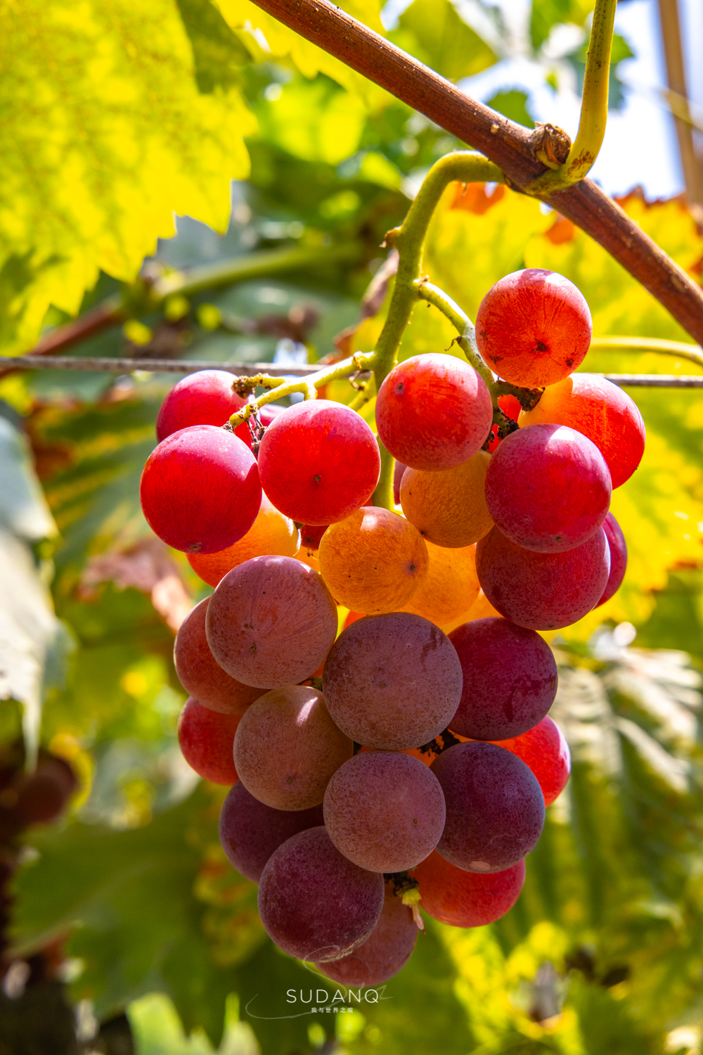 苏州吴江区六大名镇,苏州吴江最有发展区是哪里