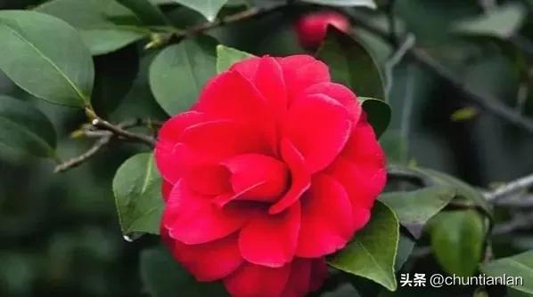 山茶花纯音乐,山茶花