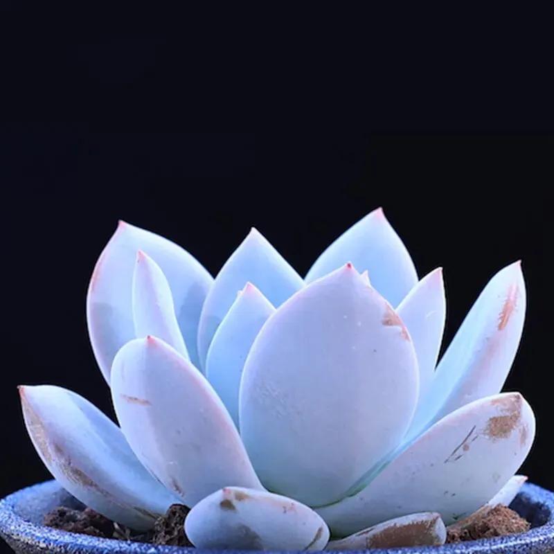 又美又仙的多肉,多肉植物100年的老桩奥普琳娜