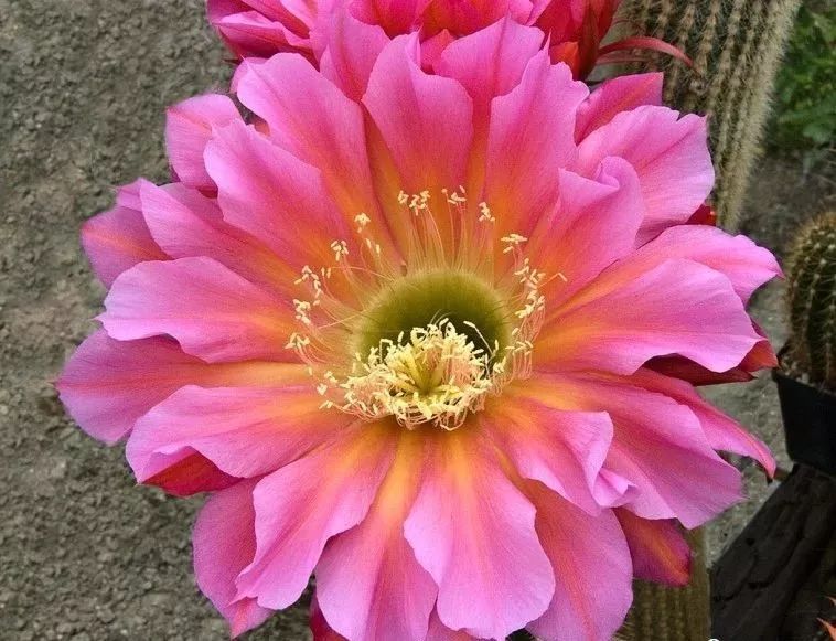 200种·仙人球开花图鉴，大开眼界，美到爆