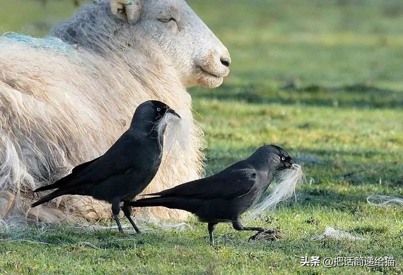 女孩救下一只差点被货车撞死的猫,小女孩救下乌鸦被夺走眼睛
