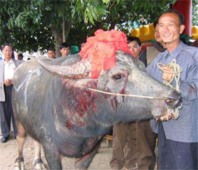 贵州牛王出战三江,牛王昆山所有视频