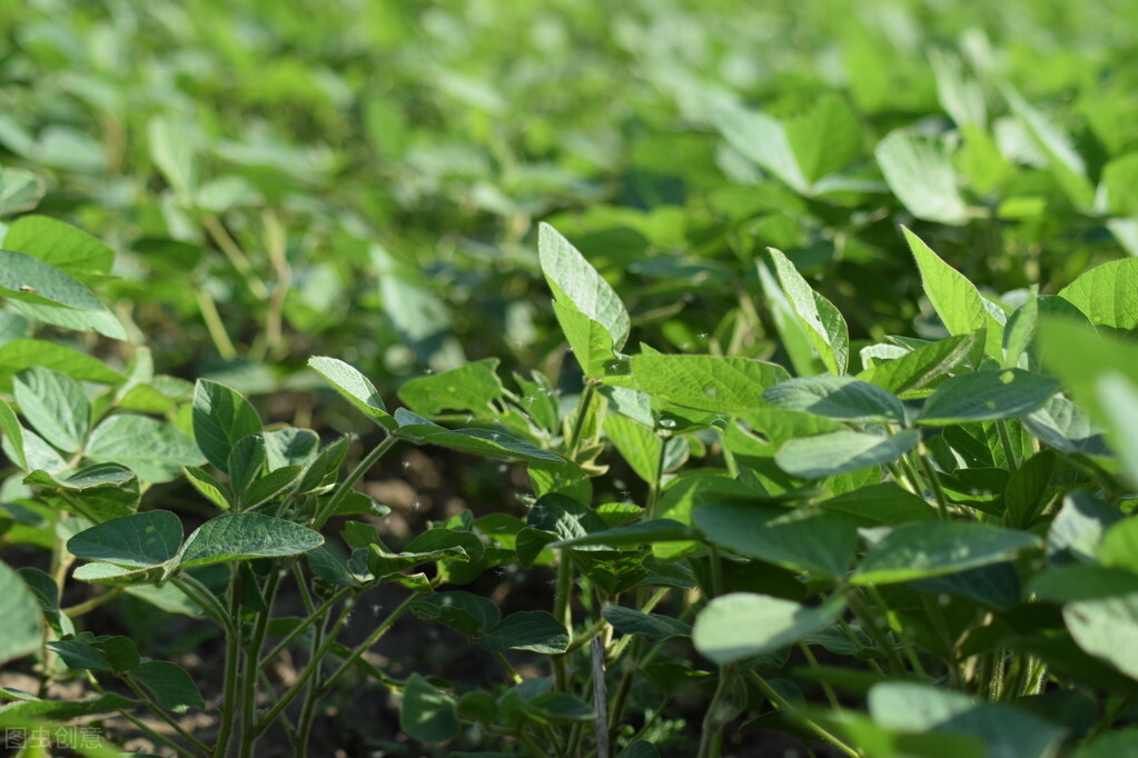 大豆用什么拌种能高产抗病,大豆根腐病特效药