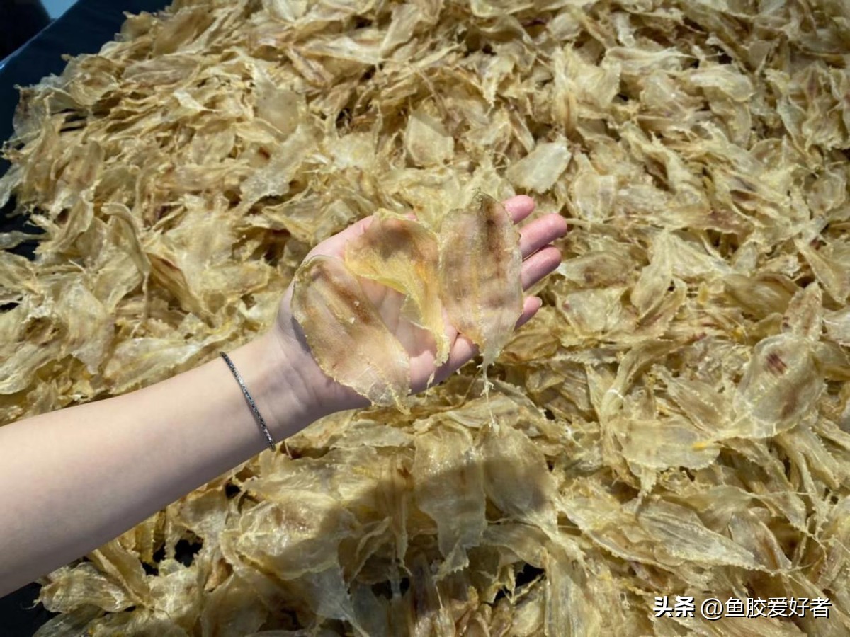 厚鱼胶是什么档次的鱼胶,初级鱼胶怎么处理