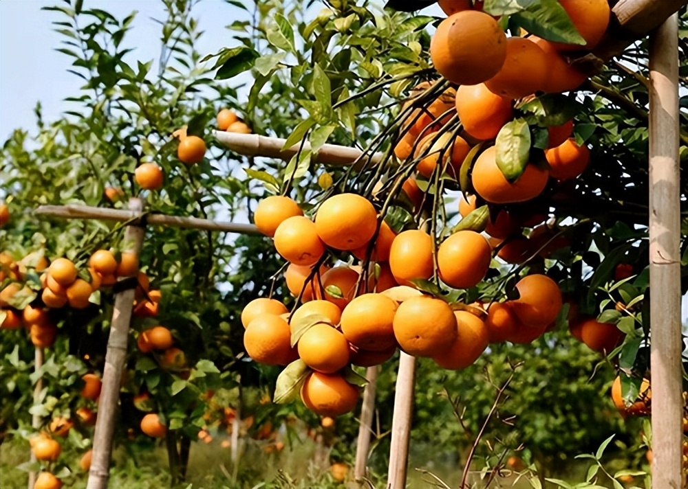 廖老板创业,廖老板养鸡