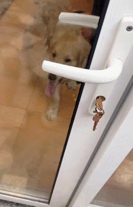 裸体金毛误闯地铁站被揪住耳朵：大哥！头发扎得有点紧了！