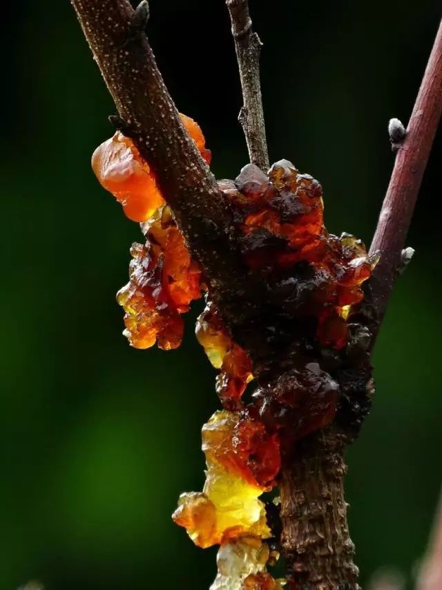 桃胶有什么用怎样吃,桃胶有什么用处能美白吗