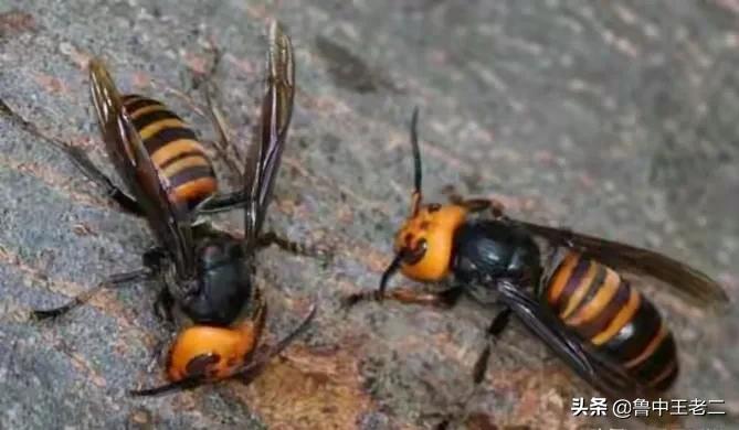 虎头蜂在哪里泛滥成灾,大窝虎头蜂