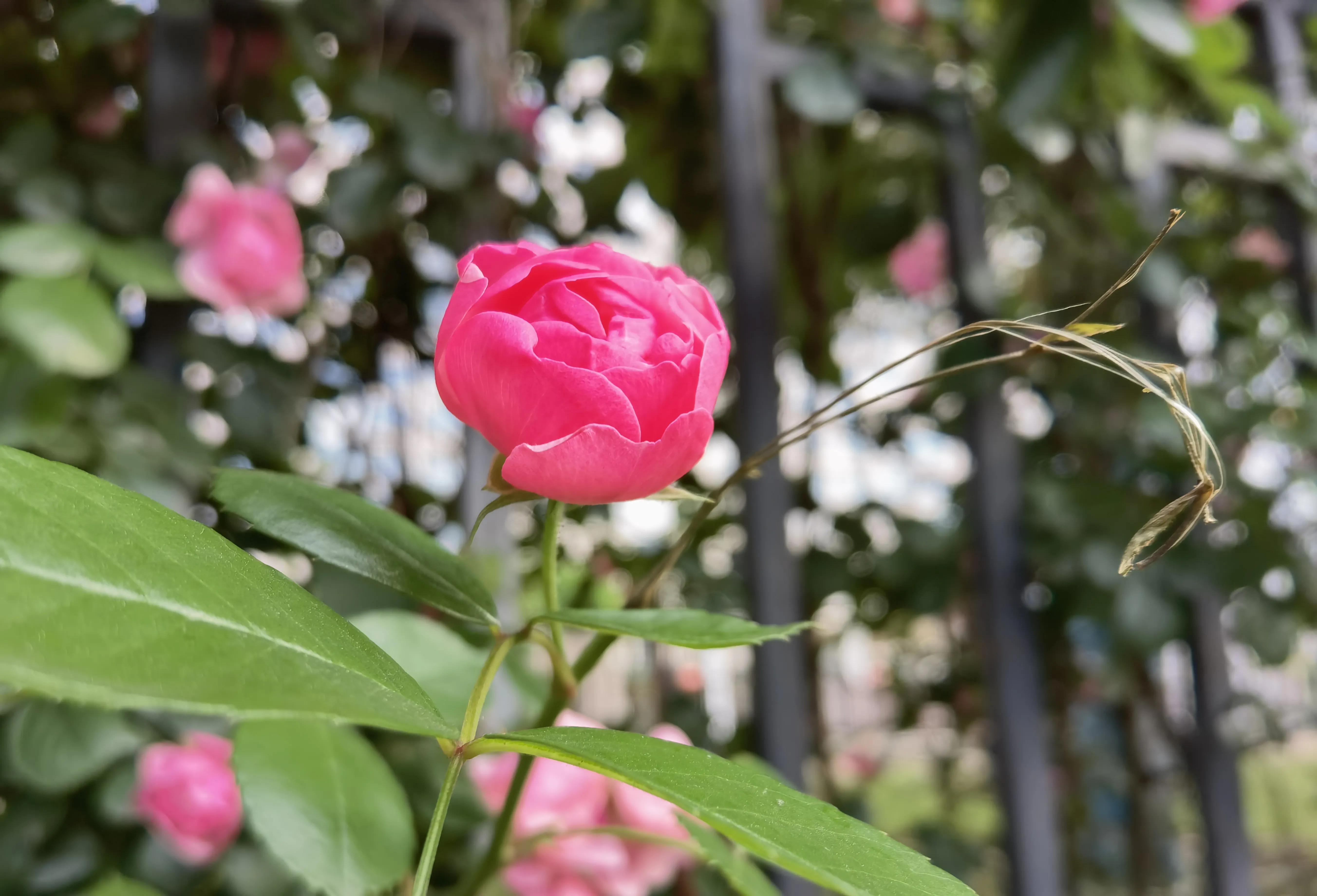 花美美在枝头上心灵美美在心目中花美只美它一时心灵美永放光辉
