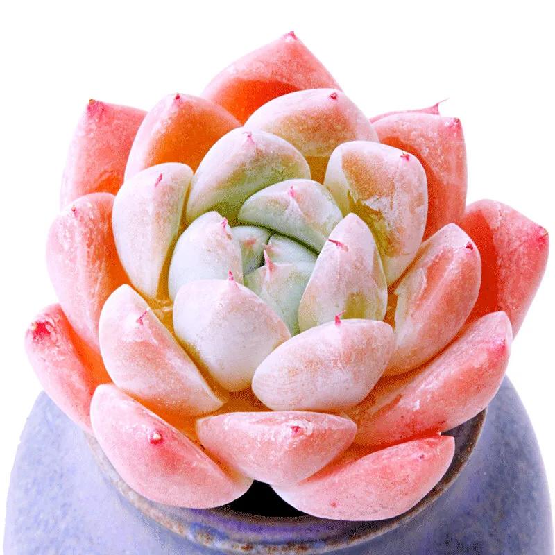 又美又仙的多肉,多肉植物100年的老桩奥普琳娜