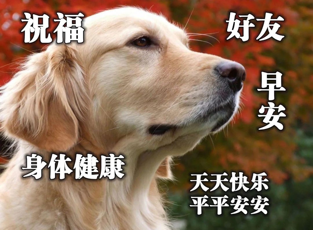 时光不老友谊不散早上好祝福短句,人生有缘风雨不散早上好表情图片