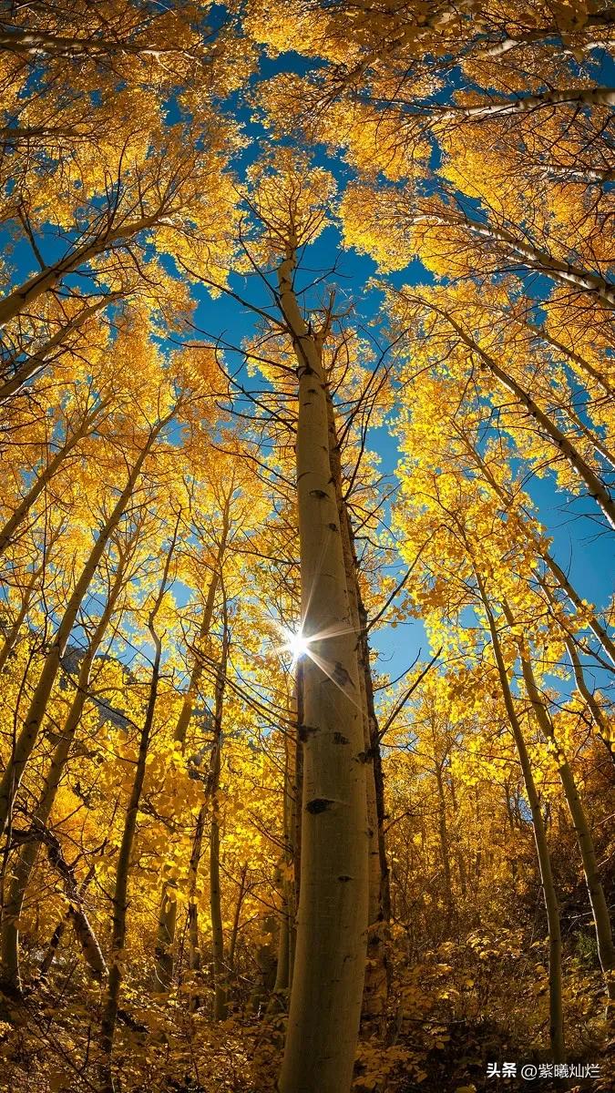 一地落叶渲染了秋色惊艳了时光,秋风亲吻银杏叶