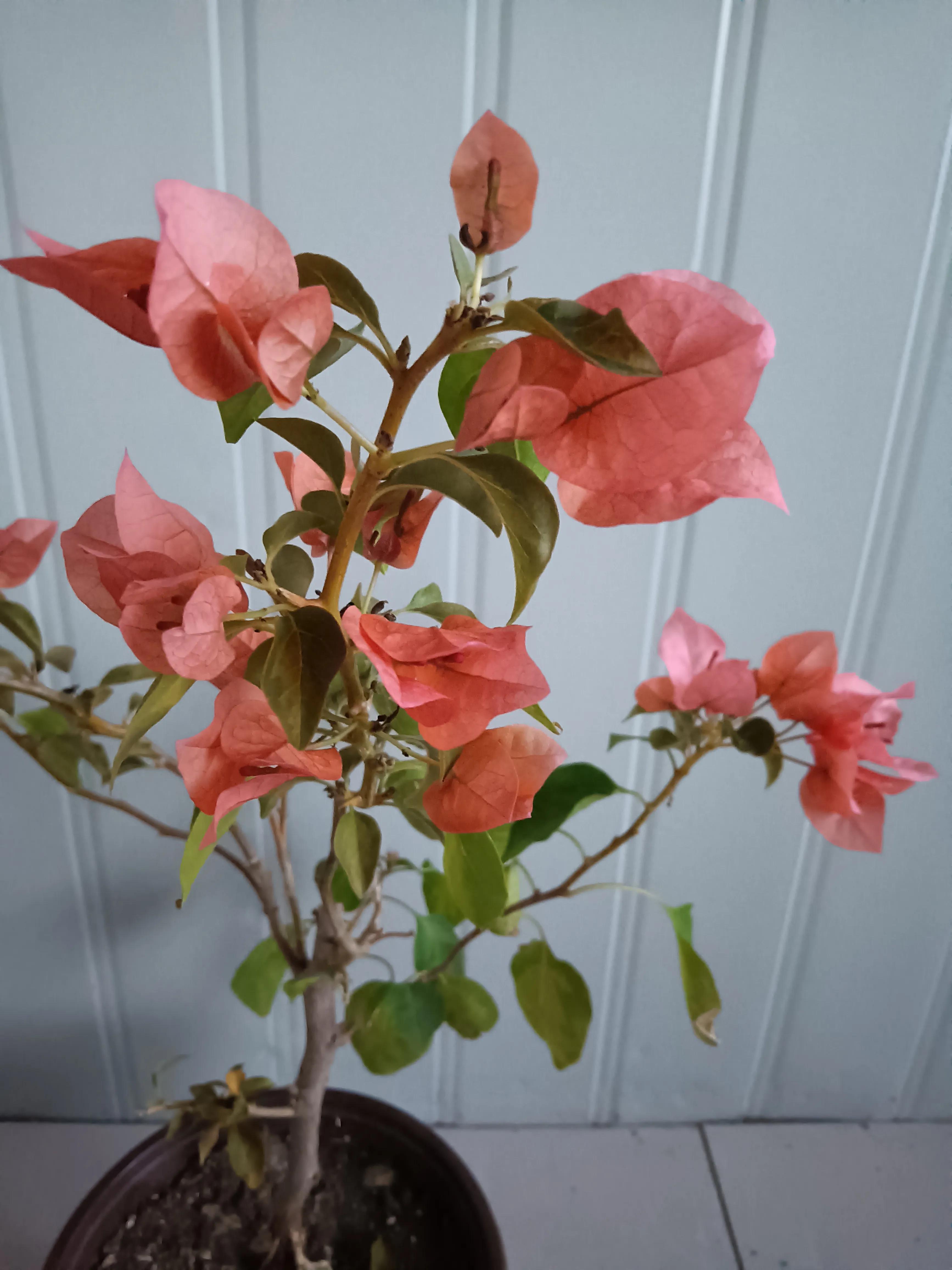 直播间买的花真的好吗,有没有在直播间买花的