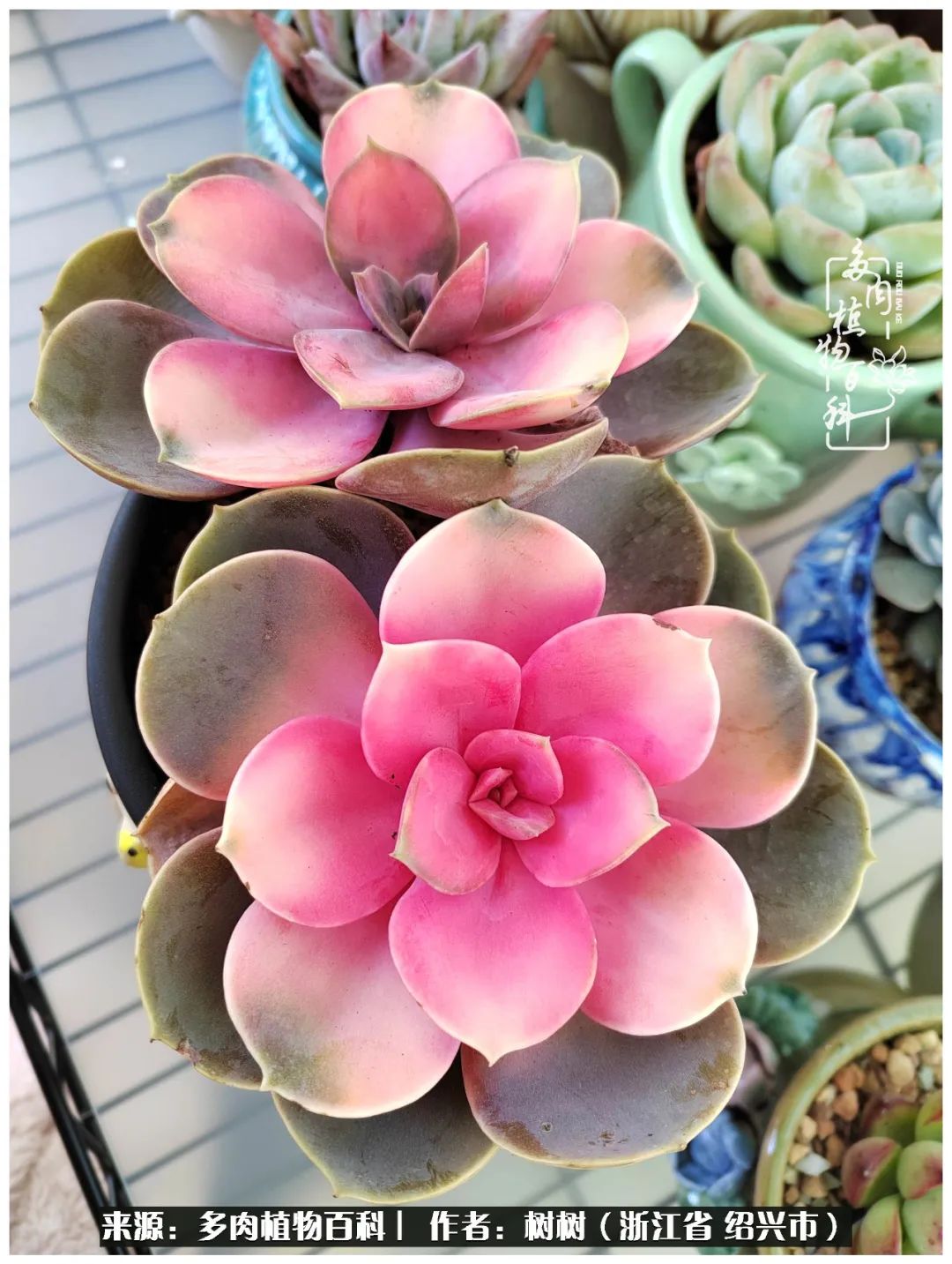 又临寒冬，暖阳下携手肉肉赏姹紫嫣红！