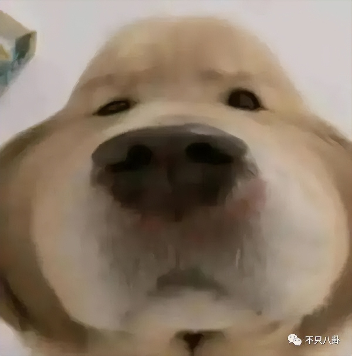 白鹿许凯绯闻什么时候的,许凯和周冬雨有绯闻吗