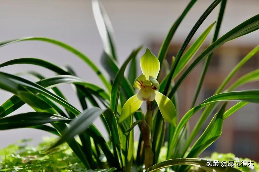 兰花上盆如何避免空根生长,兰花开始开花怎么养护好看