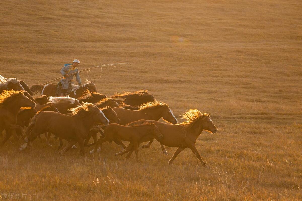 畜牧业价格行情看哪个网站,饲养牛羊价格走势预测表
