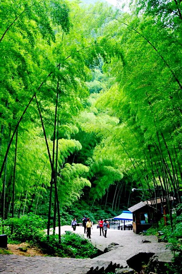 咏竹草古诗二十六首,咏竹原创诗词图片