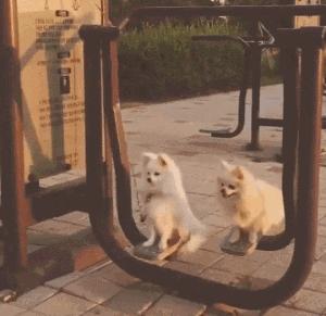 狗狗之间交配，其实有这些方式