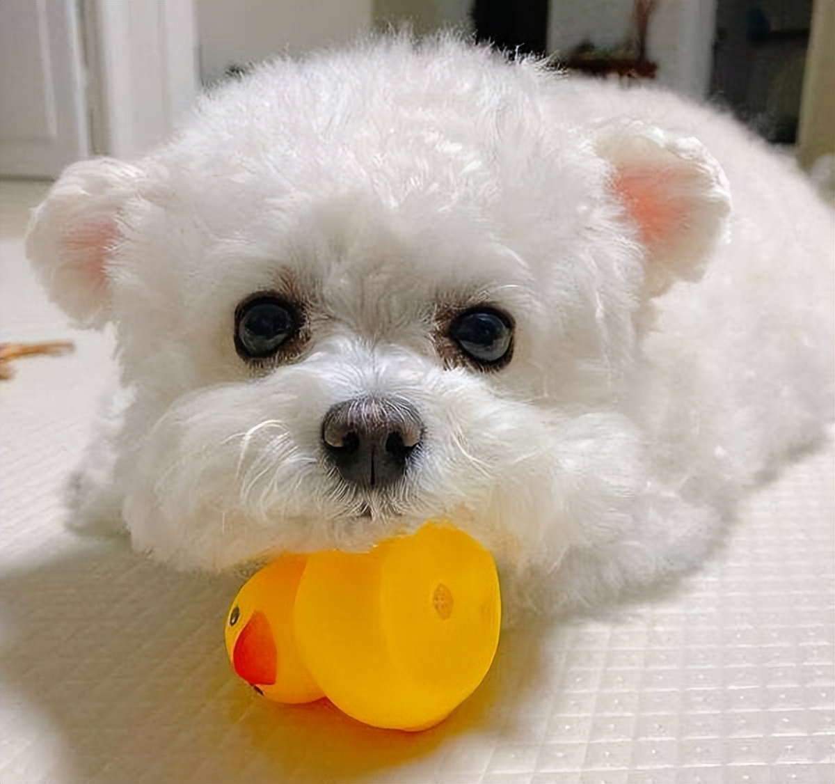 养比熊的都进来，不要再让“悲剧”发生了