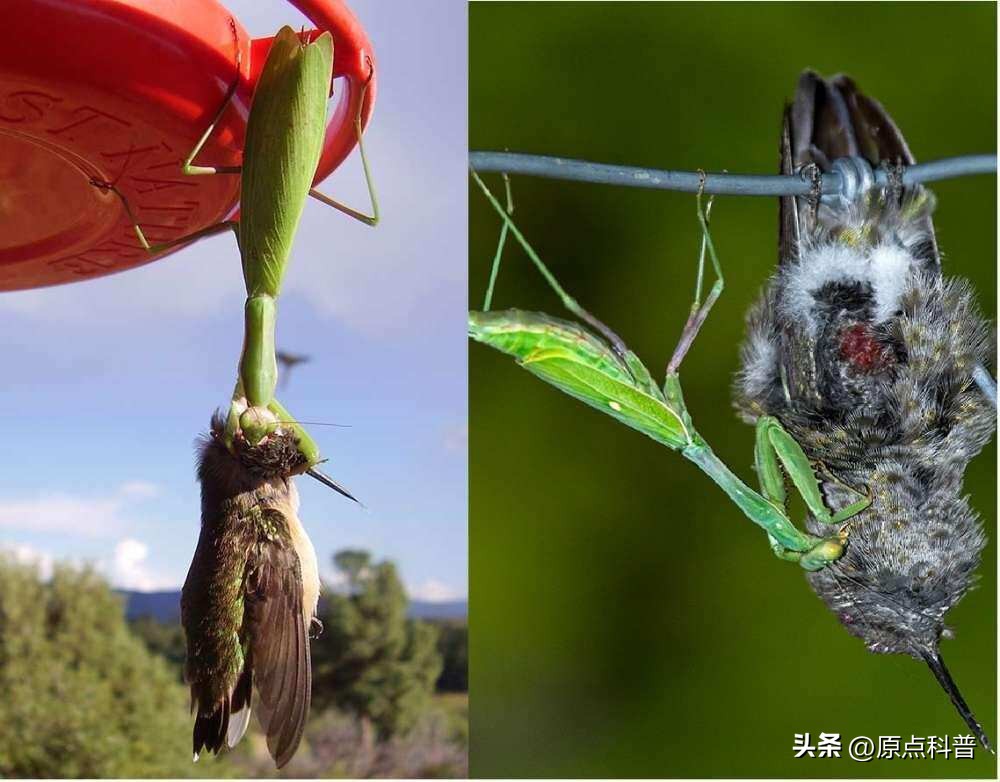 美国的昆虫入侵,盘点入侵美国的七大昆虫