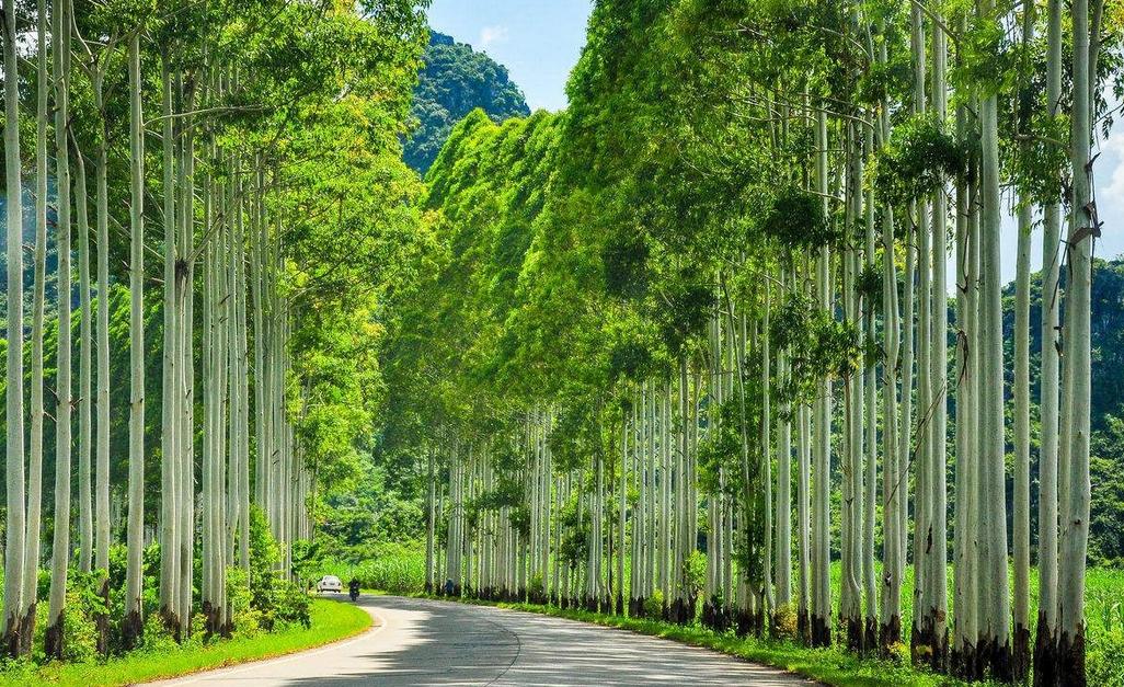 速生林有什么危害,速生苗木是不是骗人的