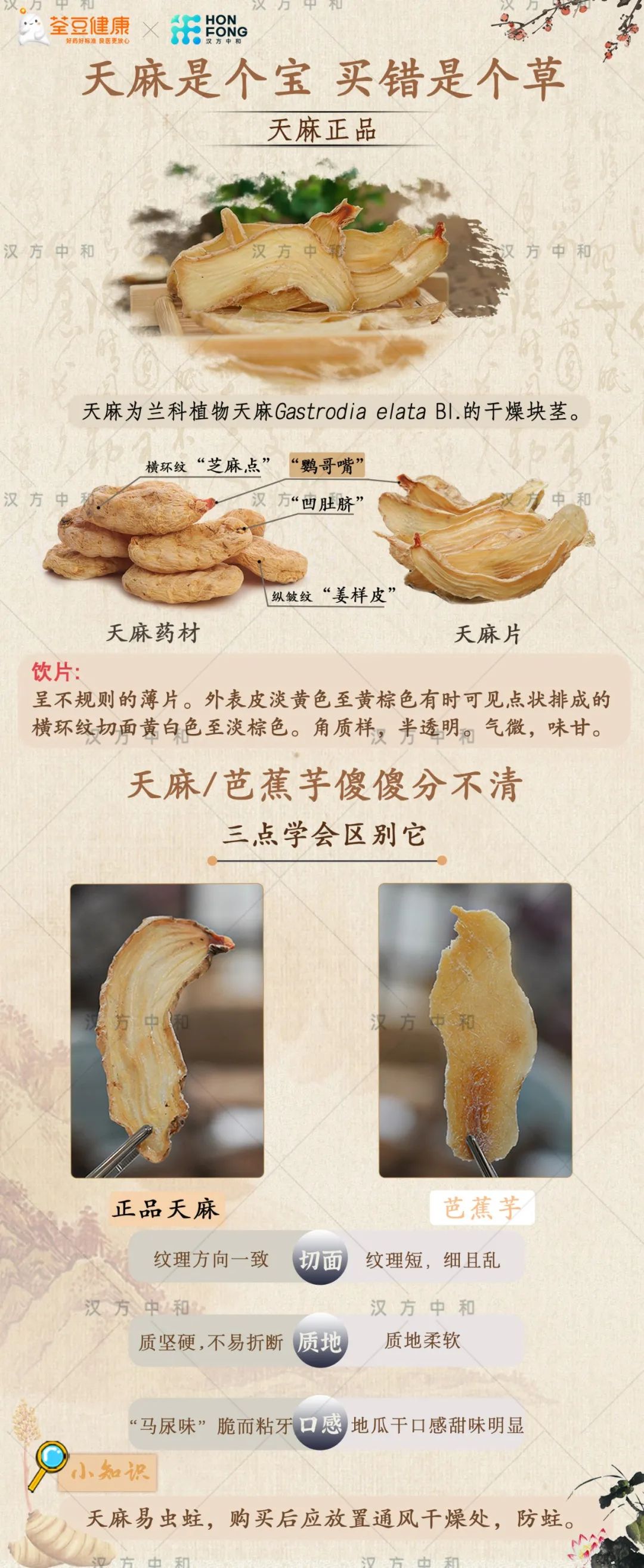 怎么分辨真天麻和假天麻,如何辨别真假天麻