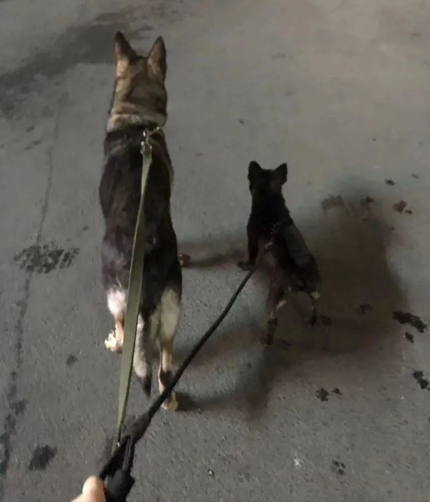 0门槛的上门喂养服务，日赚200+