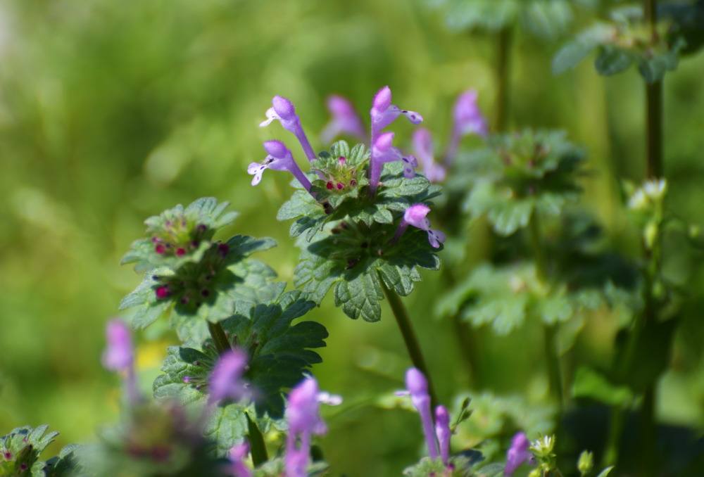 清明期间开的野花有哪些,清明节野花