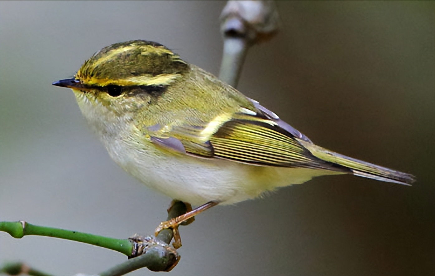 鸟儿大全高清图,高清珍稀鸟动态图片大全