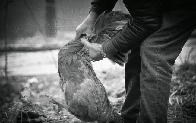 知青吃的故事——团鱼与断手、麻雀与大火