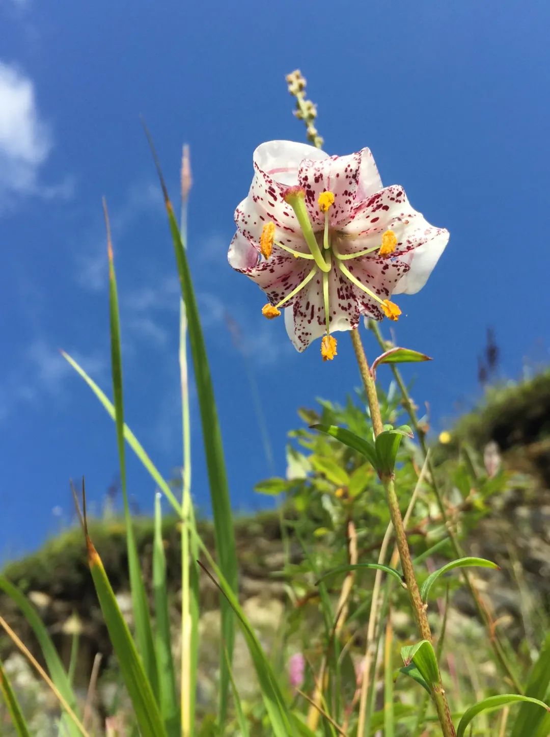 可以入药的百合品种,百合种类名称及图片及花语