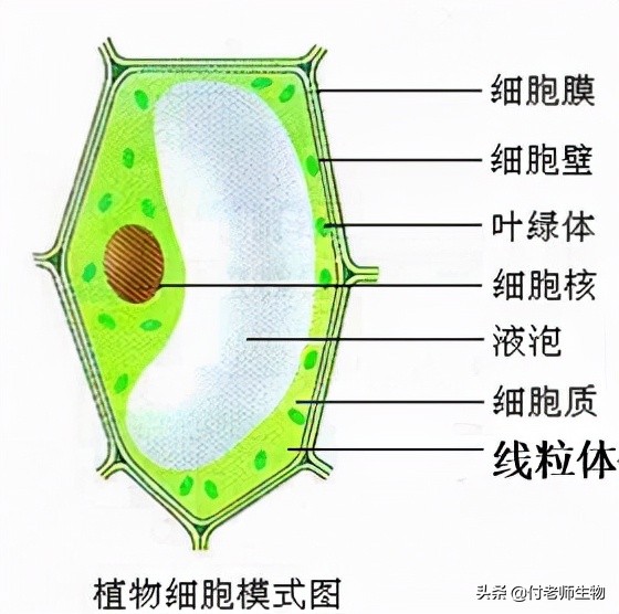 初中生物七年级上册人教版,初中生物七年级上册实验视频