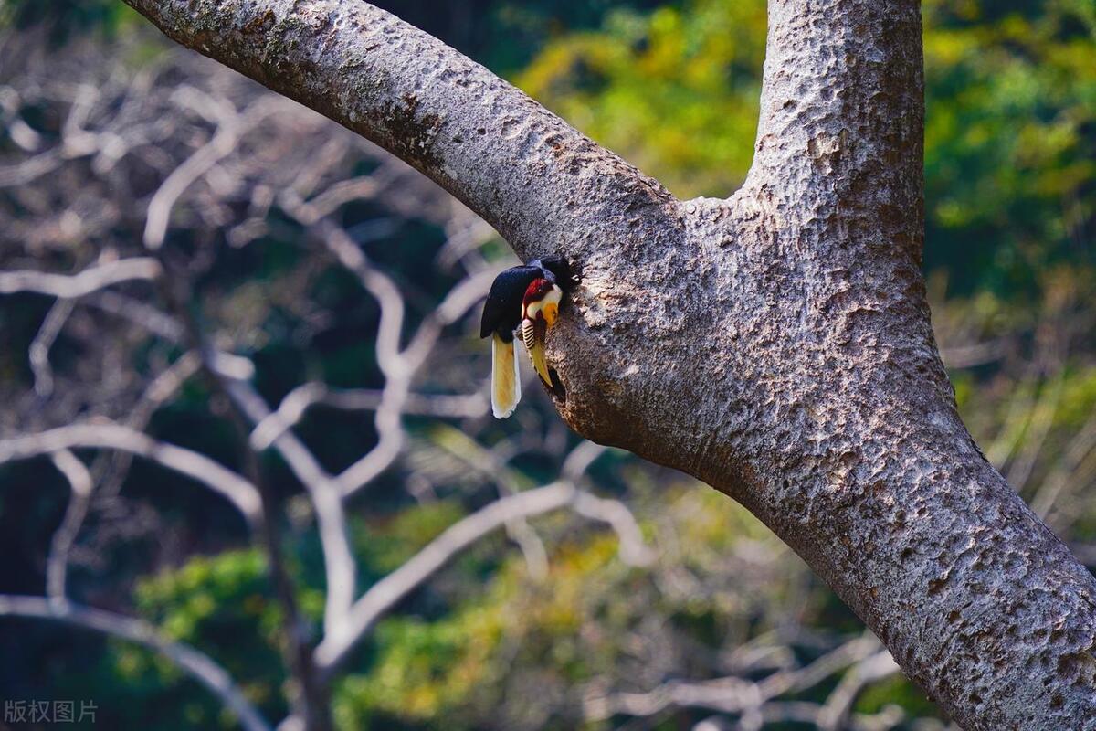 现存的盔犀鸟,头盔犀鸟