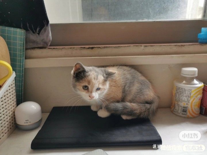 附近宠物店免费领养同城,猫狗领养平台免费赠送狗狗