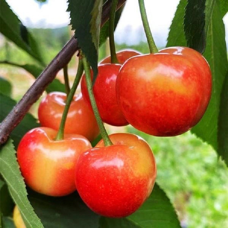 车厘子跟苹果有什么关系,车厘子与苹果的区别