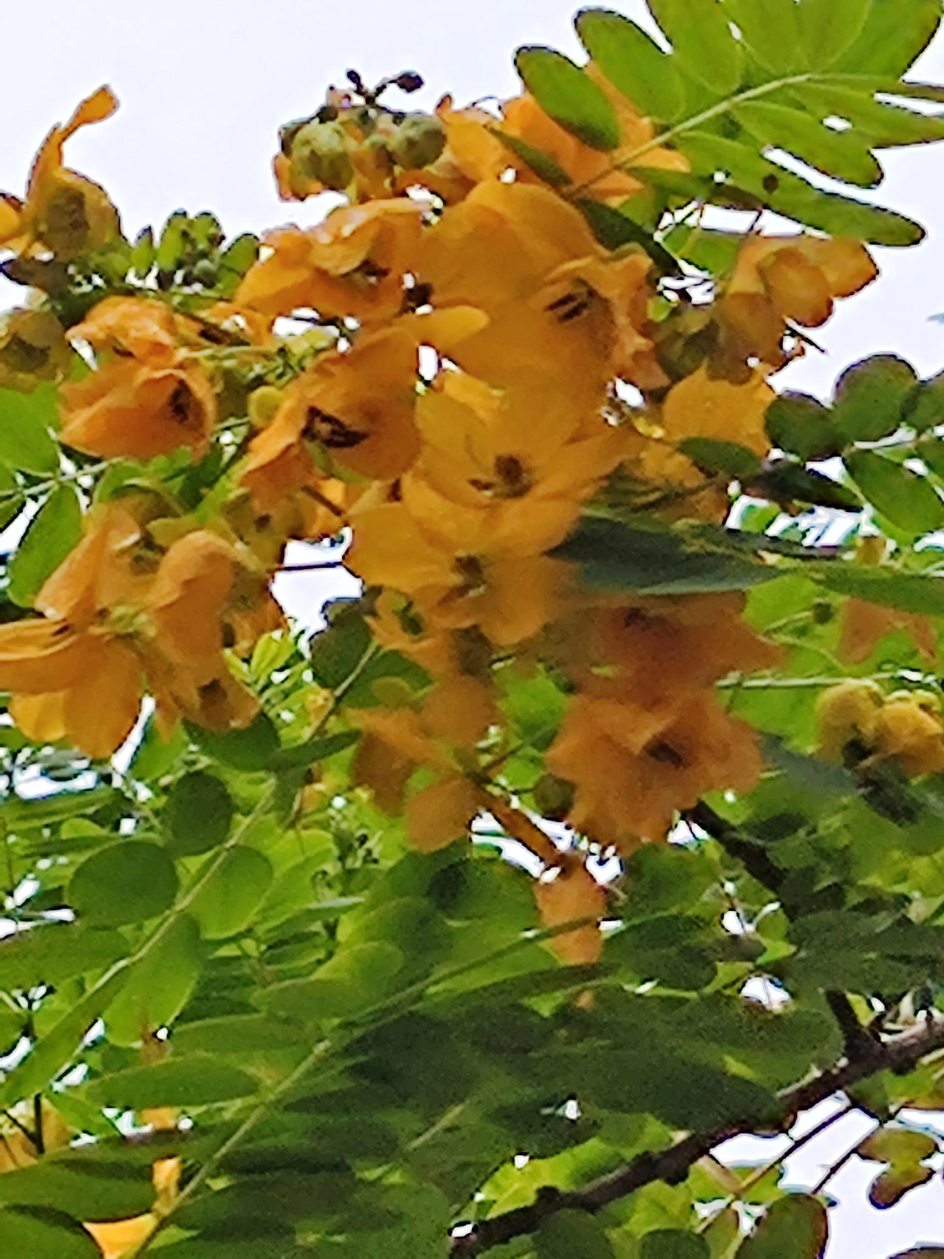 夏天就是浪漫的世界,夏天就是太阳花的世界