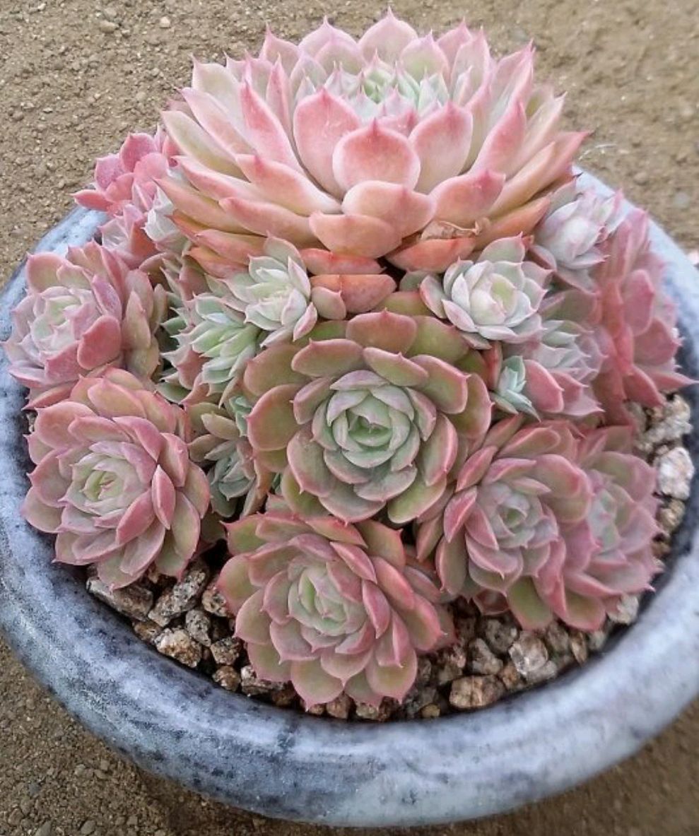 十二卷多肉的品种图鉴,100种多肉植物图片大全