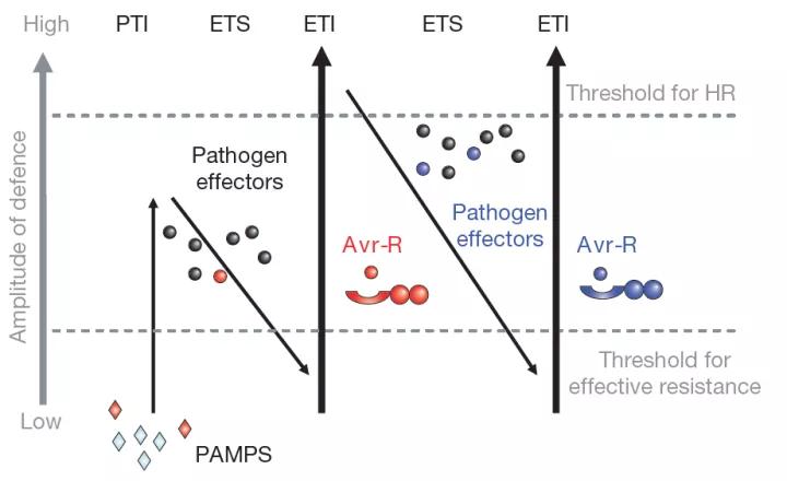 植物免疫系统的“御敌”机制
