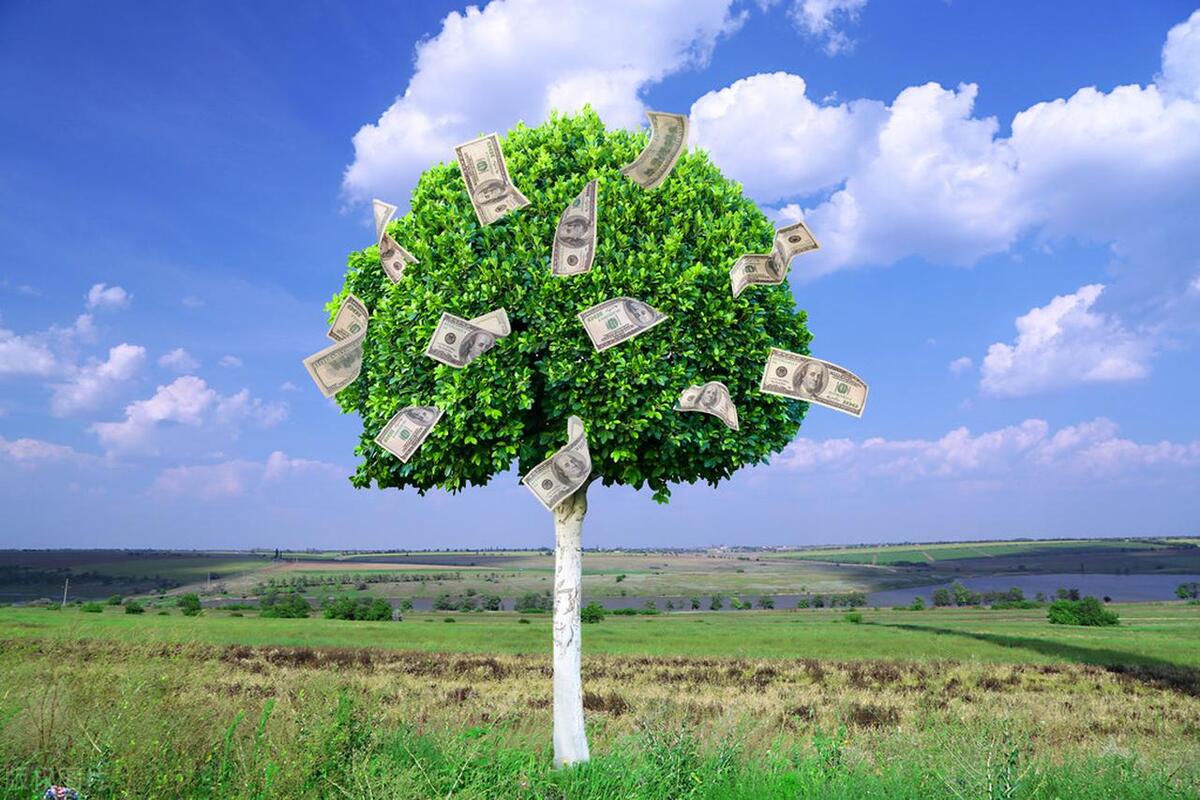 摇钱树的叶子怎么做,摇钱树一碰叶子就掉是怎么了