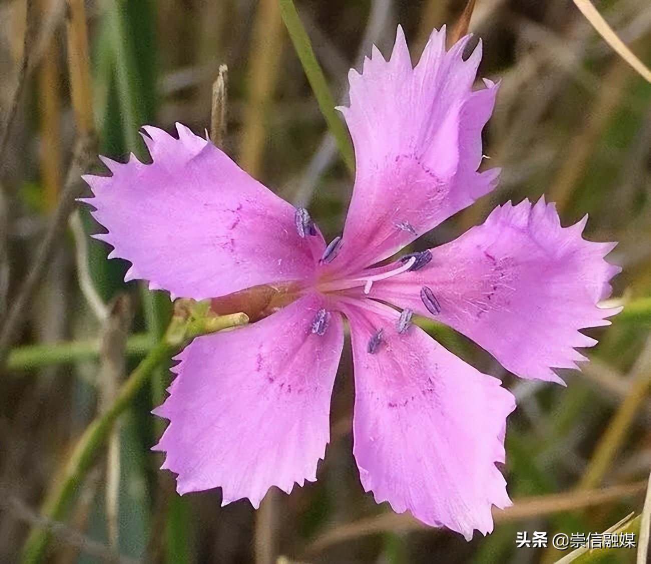 母亲节背后的历史,母亲节为什么要送洋甘菊康乃馨