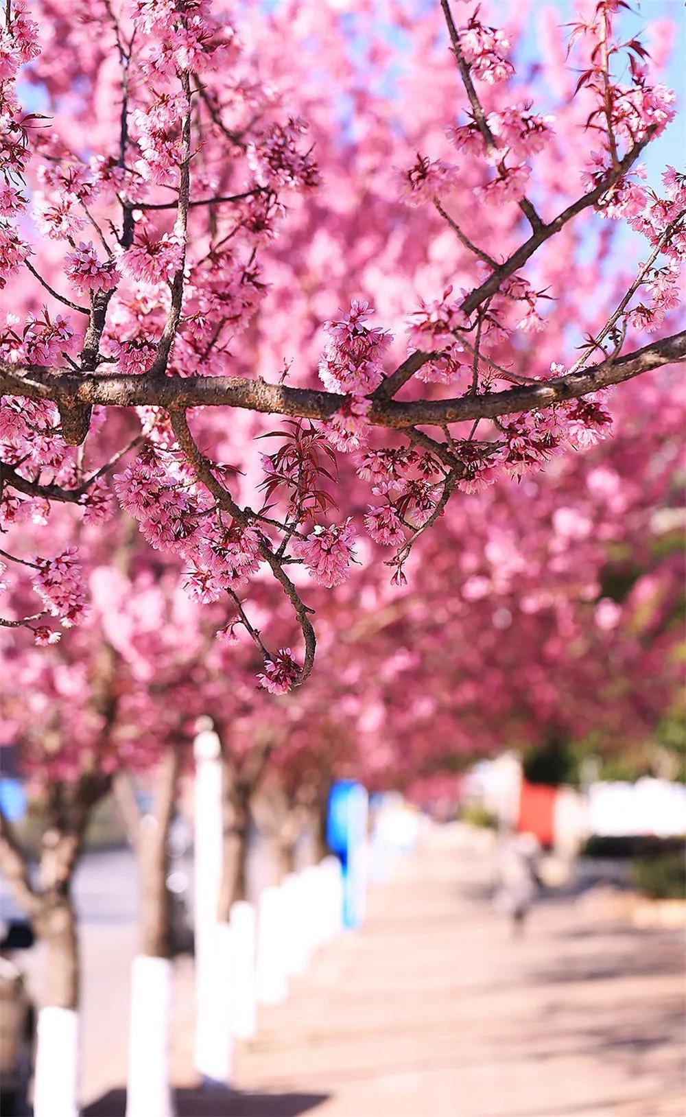 有一种生活叫大理山,有一种生活叫大理夜生活