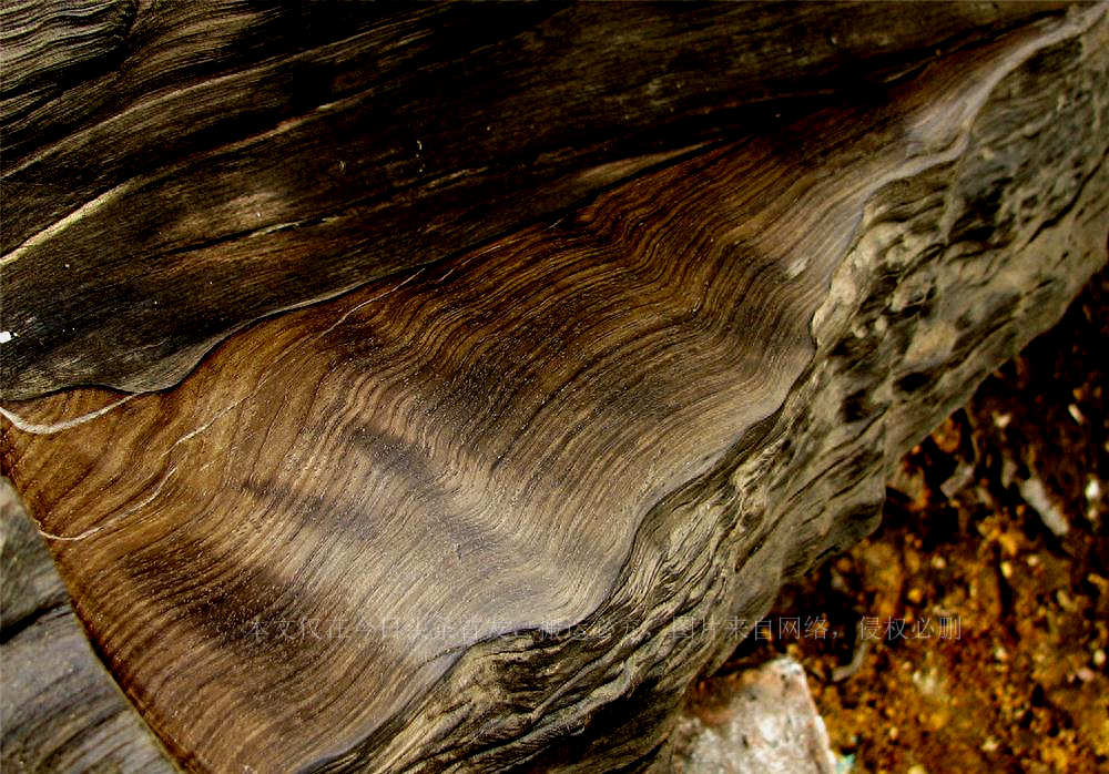 被埋超3000年40米阴沉木现身四川一工地，阴沉木为啥如此稀有？