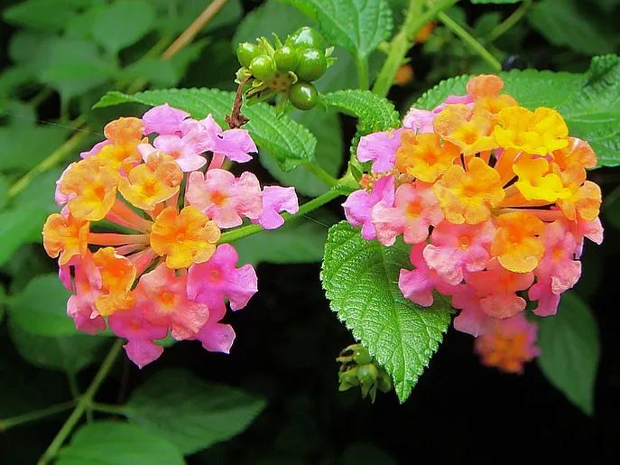 100种迷人的“数字花”,从零到一百万,真是太神奇了