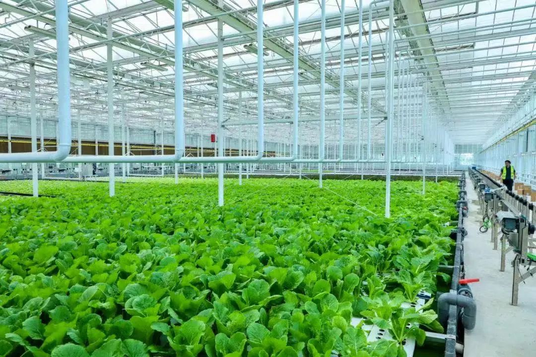 苏州周边的农村,苏州农村破房子